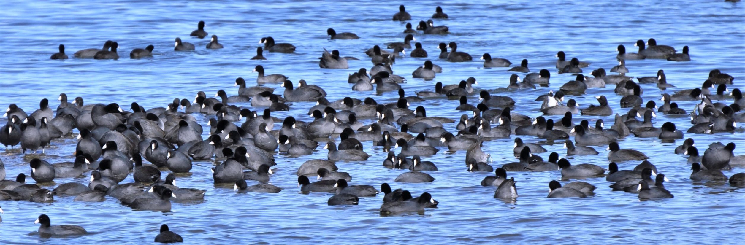 Migrating coots